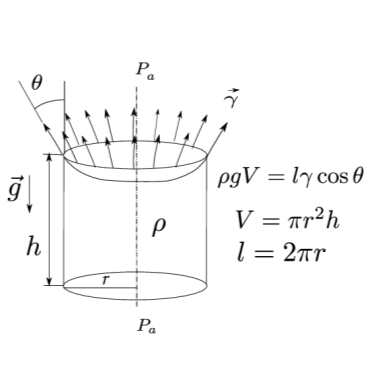 Equilibrium. Why does not appear in the equilibrium?